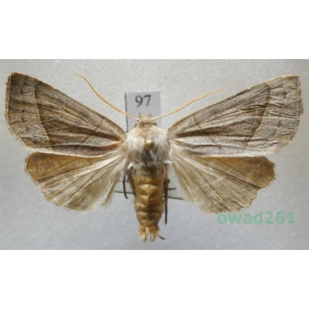 Mesogona oxalina (Hübner, 1803) Slovakia97